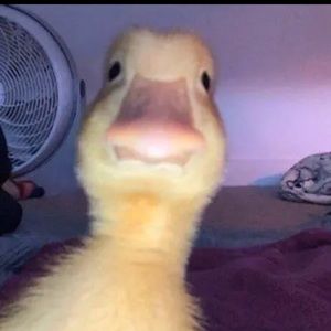 Meet your Posher, Jazzmyn